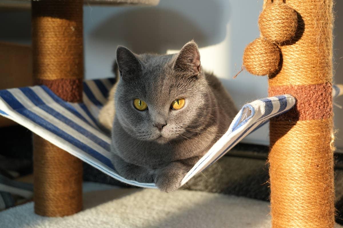  An easygoing companion that handles change without much stress.