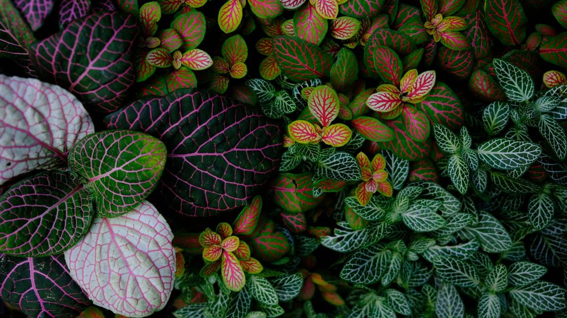These Dramatic Houseplants Are Actually Safe for Pets 