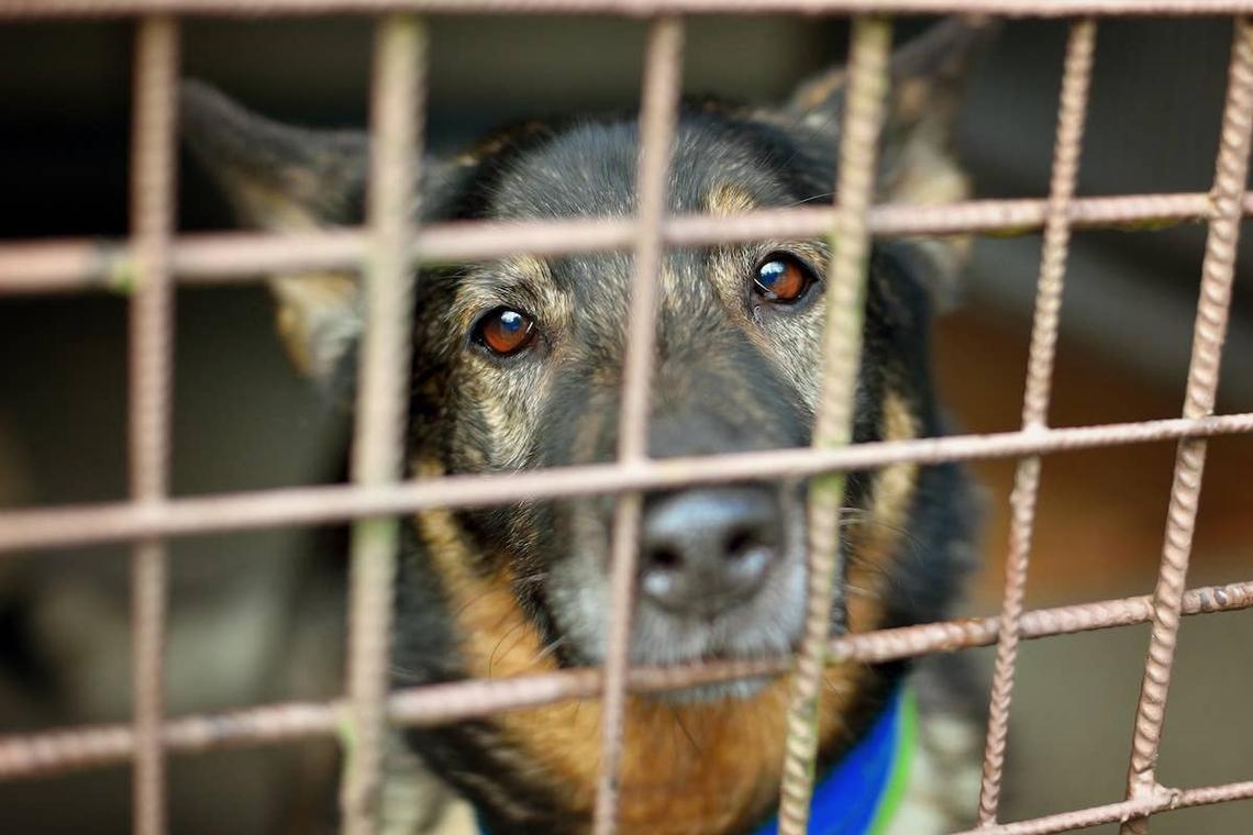  A German Shepherd sits in a shelter kennel. 