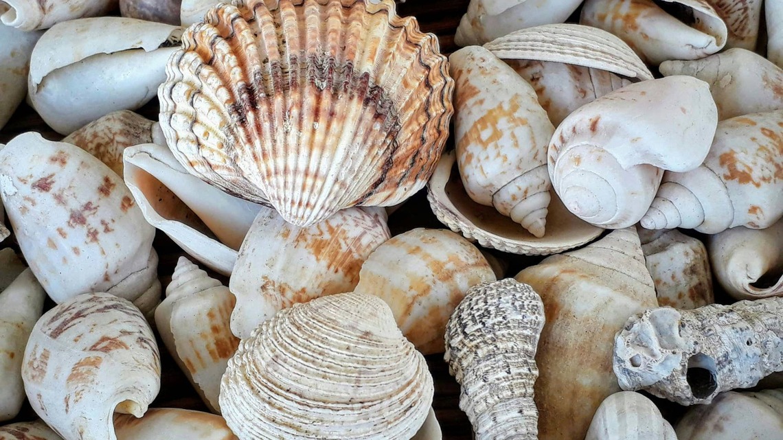 Turn Vacation Seashells Into Beautiful DIY Coasters 