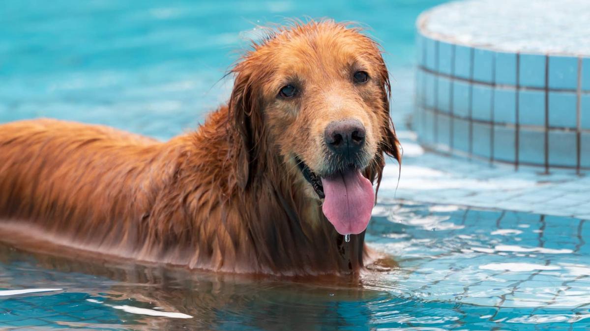 golden retriever + pool. 