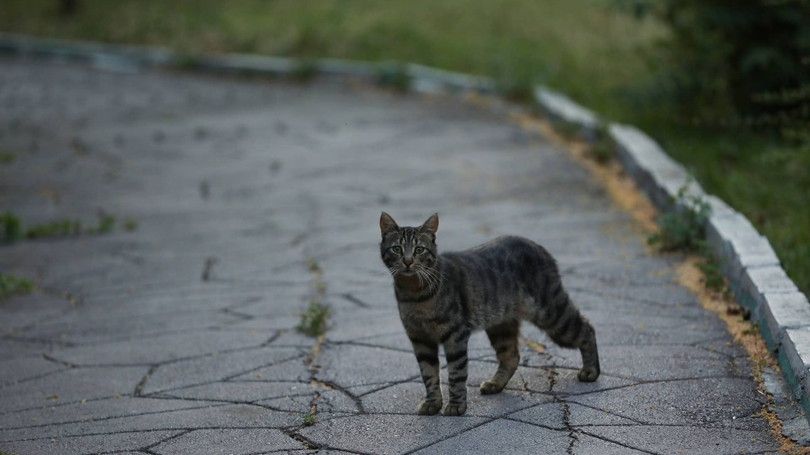 Desperate Mama Cat Leads Rescuer Right to Her Litter of Tie-Dye Kittens 