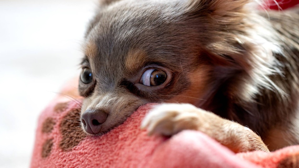 Chihuahua's Adorable Baby Photos Have the Internet in Their Feelings 