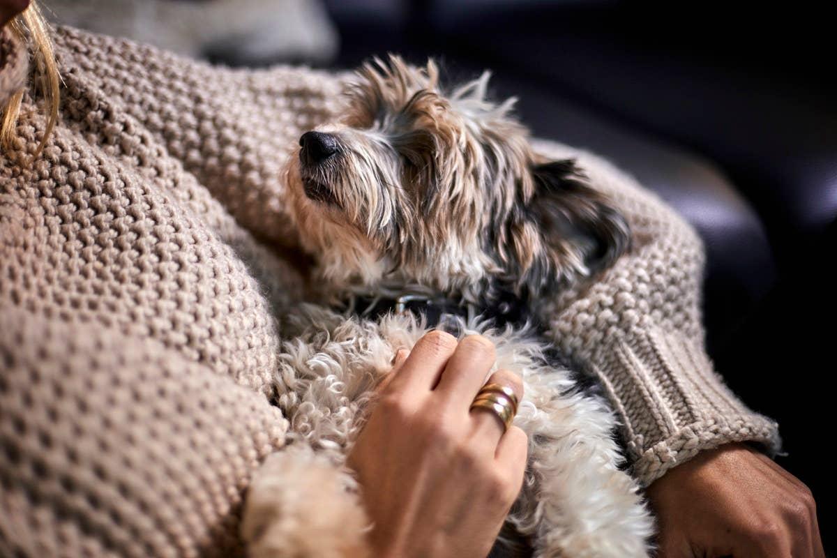  A dog showing it loves its owner and feels at ease.