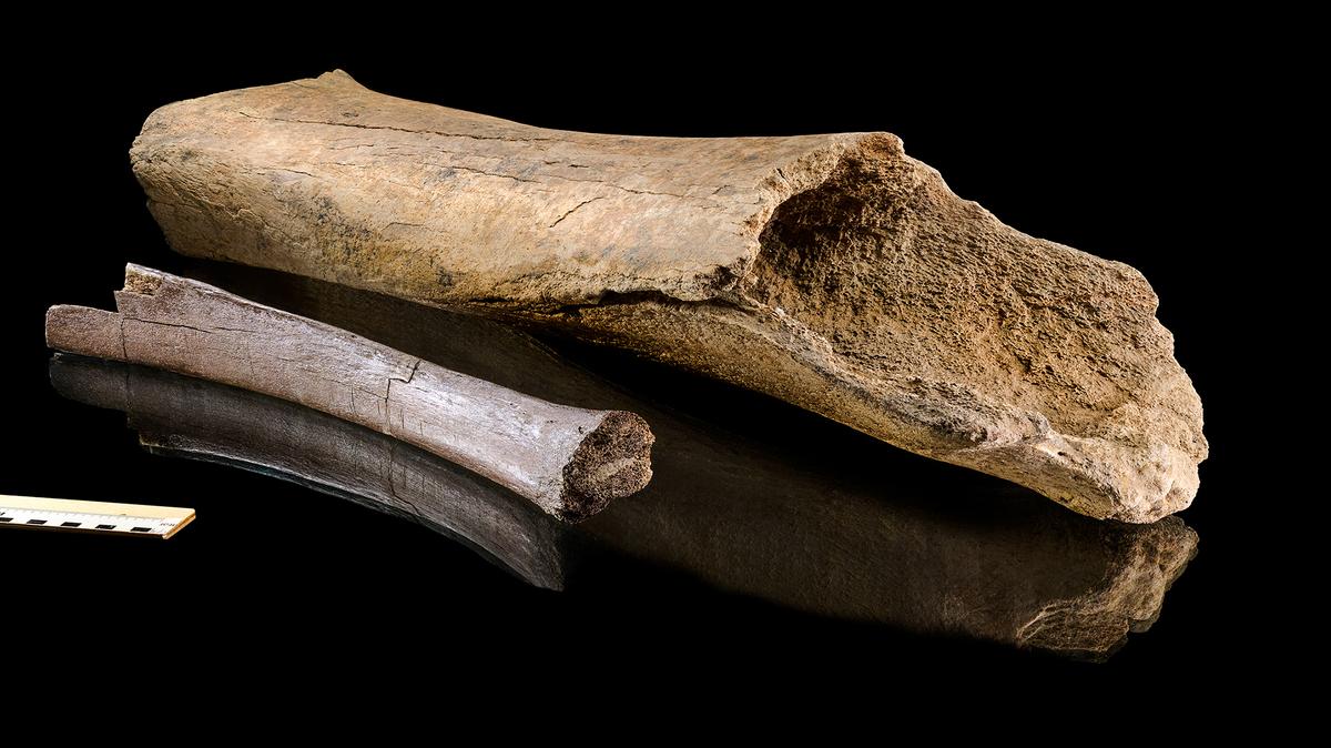 A femur and a rib from the Lehringen elephant, a 125,000-year-old elephant skeleton discovered in an ancient lake bed in Germany in 1948. A new study found that the skeleton, dismissed for decades as unimportant, offers evidence of a calculated kill by Neanderthal hunters.