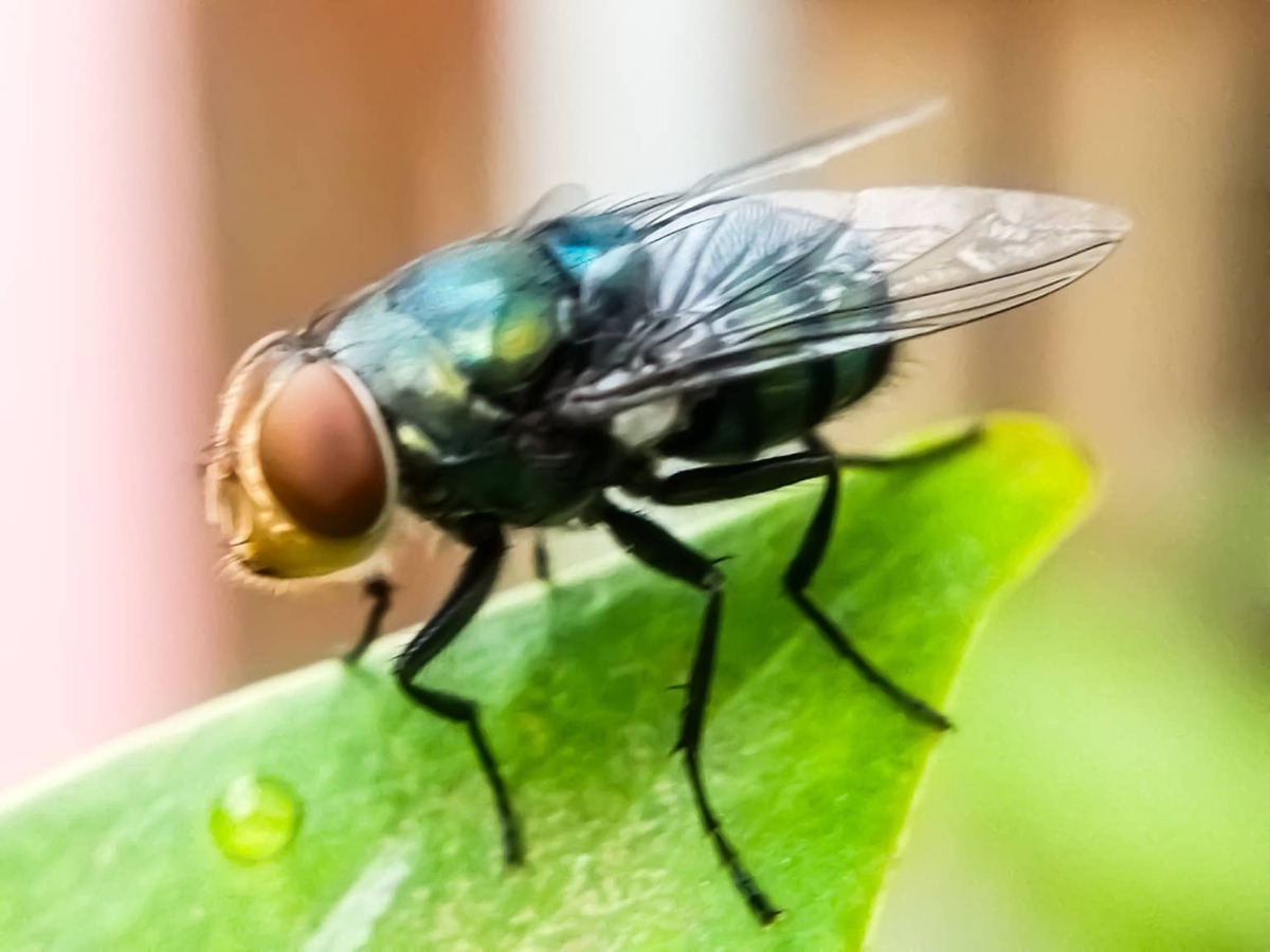 Close up of a New World Screwworm on a leaf.