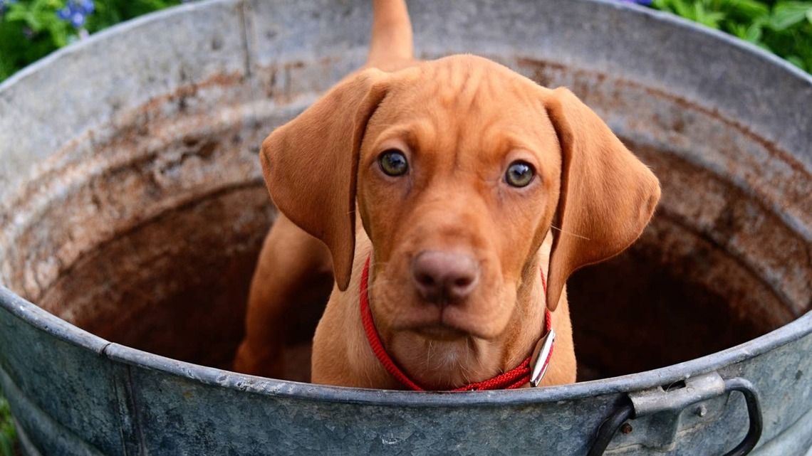 Chaotic Vizsla Puppy Turns Bath Time Into a One-Dog Water Park and Can't Get Enough 
