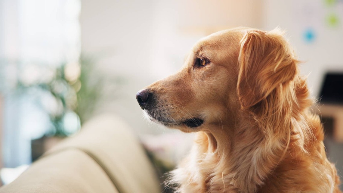 Mom Sees Ring Footage After Her Dog Passes and Realizes He Came to Say Goodbye 