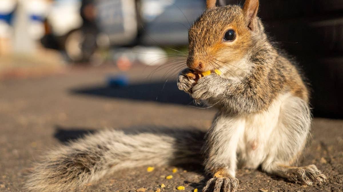 A close-up of a squirrel on the street. 