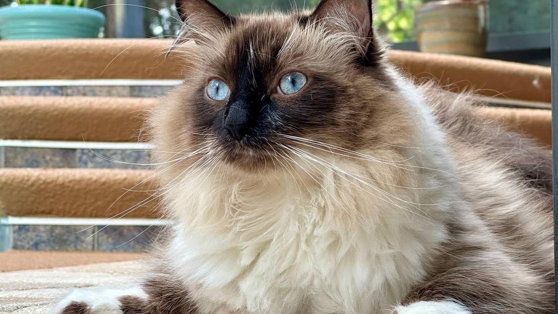 Injured Woman Starts Climbing the Stairs-Then Her Cat Does Something Incredible 