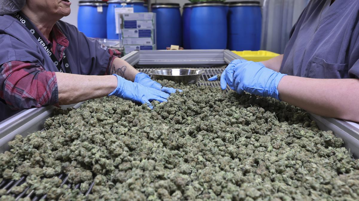 Janet Arnold and Megan Vaughan sort through dried buds at the Verano cultivation warehouse on March 15, 2023, in Albion. (Shanna Madison/Chicago Tribune)