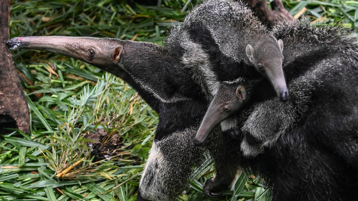 Itty-Bitty Anteater ‘Permanently Hugs' His Mom and TBH, We Get Him