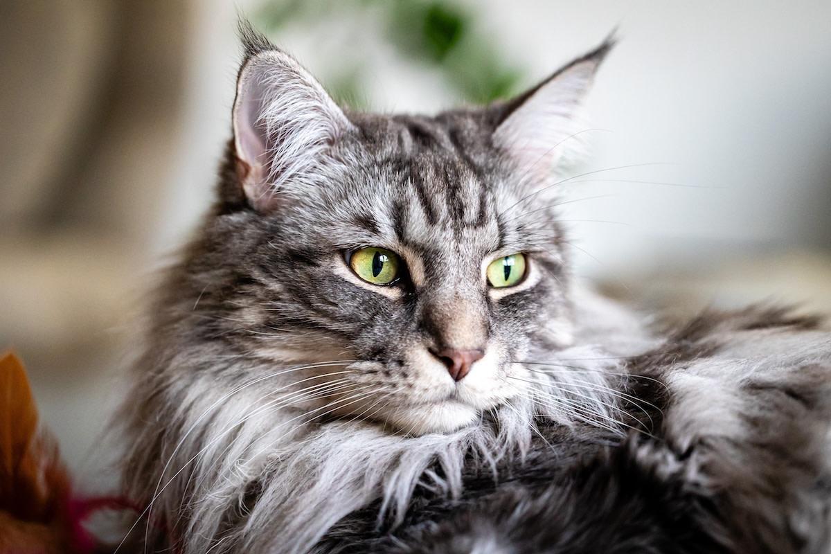 Gray white Maine Coon cat portrait.
