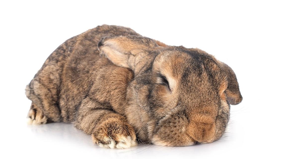 We're So Jealous of This Giant Rabbit who 'Never Worked a Day in Her Life' But Always Sleeps 