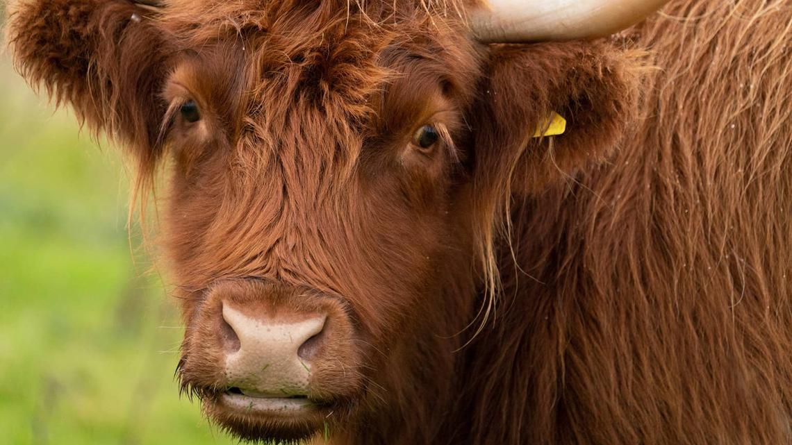 Highland Cow's Hilarious Favorite Hobby Is Stealing Hearts on TikTok 