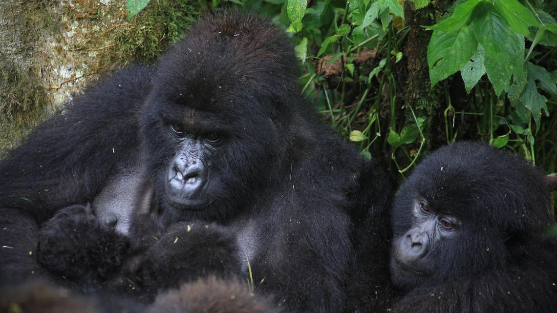 2 Sets of Mountain Gorilla Twins Beat the Odds Amid Eastern Congo’s Ongoing Instability