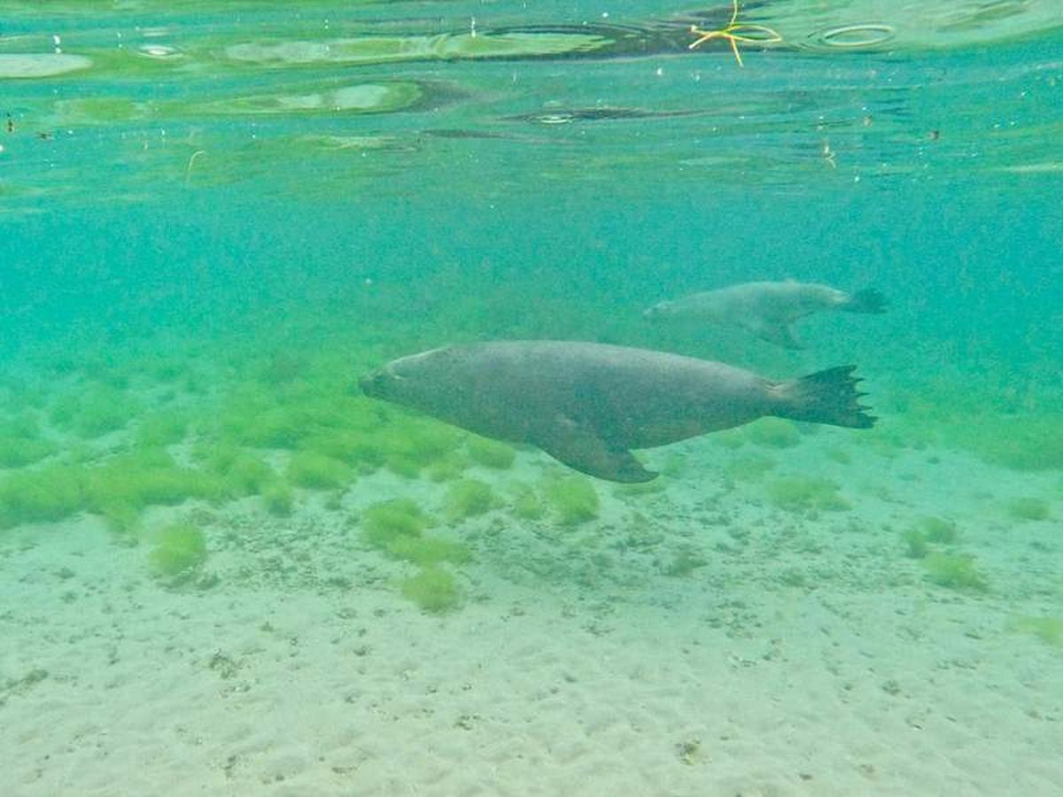  Two sea lions swam right in front of me while I was swimming. Photo credit: Kathryn Anderson 