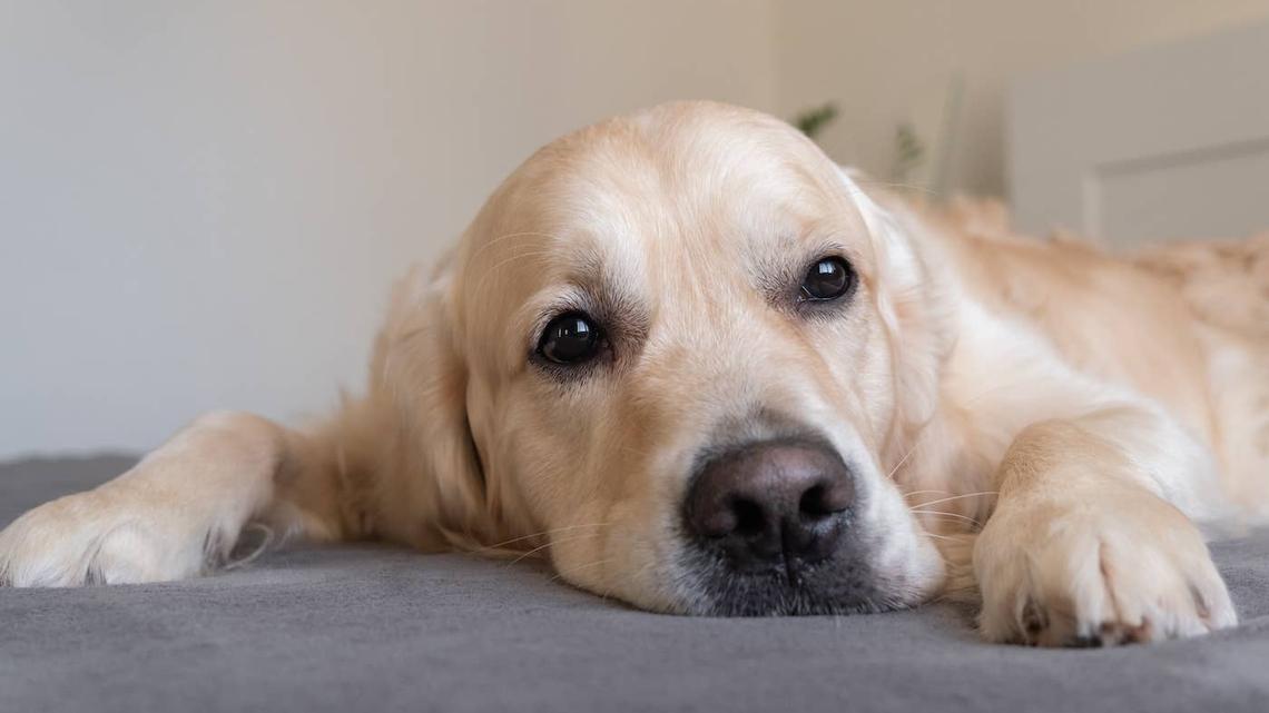 Neglected Golden Retriever Finally Reaches Freedom-and He Brought a Friend 