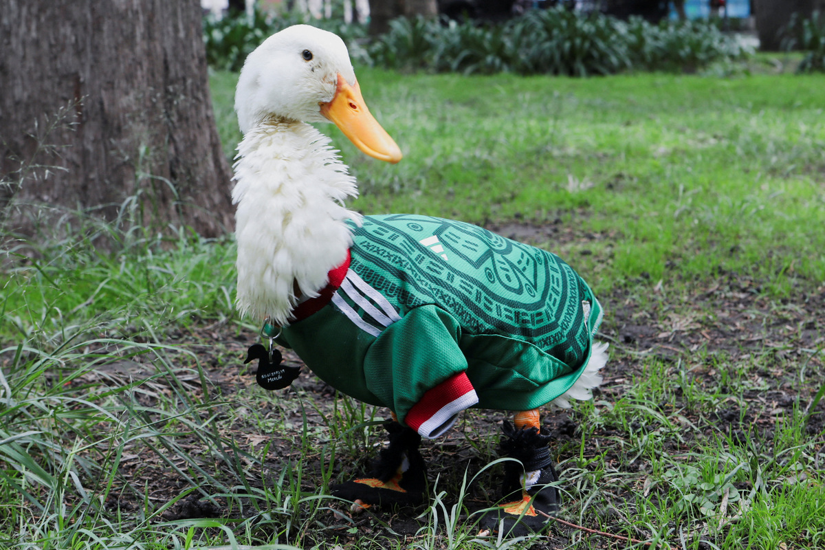 Merlin, a duck, wearing a Mexico national football team ('El Tri') jersey that shot to fame after a chance encounter on Reforma Avenue went viral following the FIFA 2026 match between Mexico and South Africa, walks in Alameda Central in Mexico City, Mexico, June 16, 2026. REUTERS/Paolo Garcia