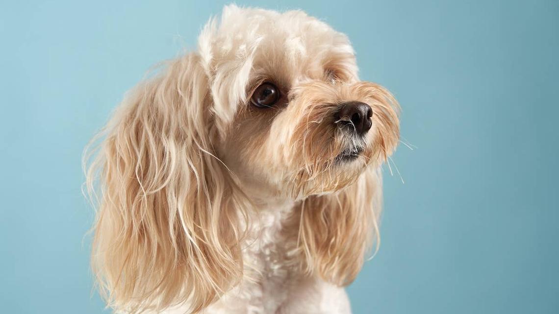 Woman holding a Chihuahua. 