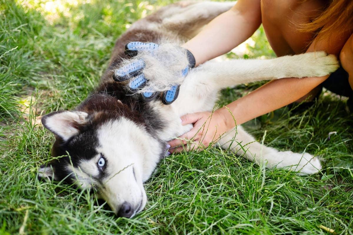  Siberian Husky with a shedding glove.