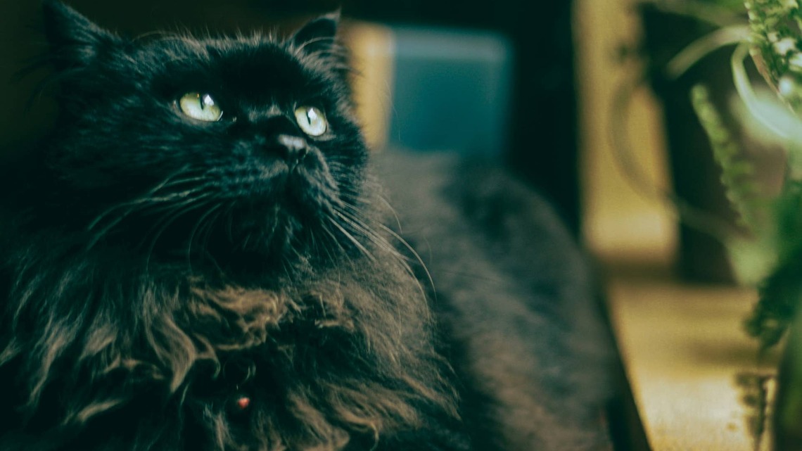 Maine Coon Cat's Fresh Haircut Makes Him Look Like He's Wearing Fur Boots
