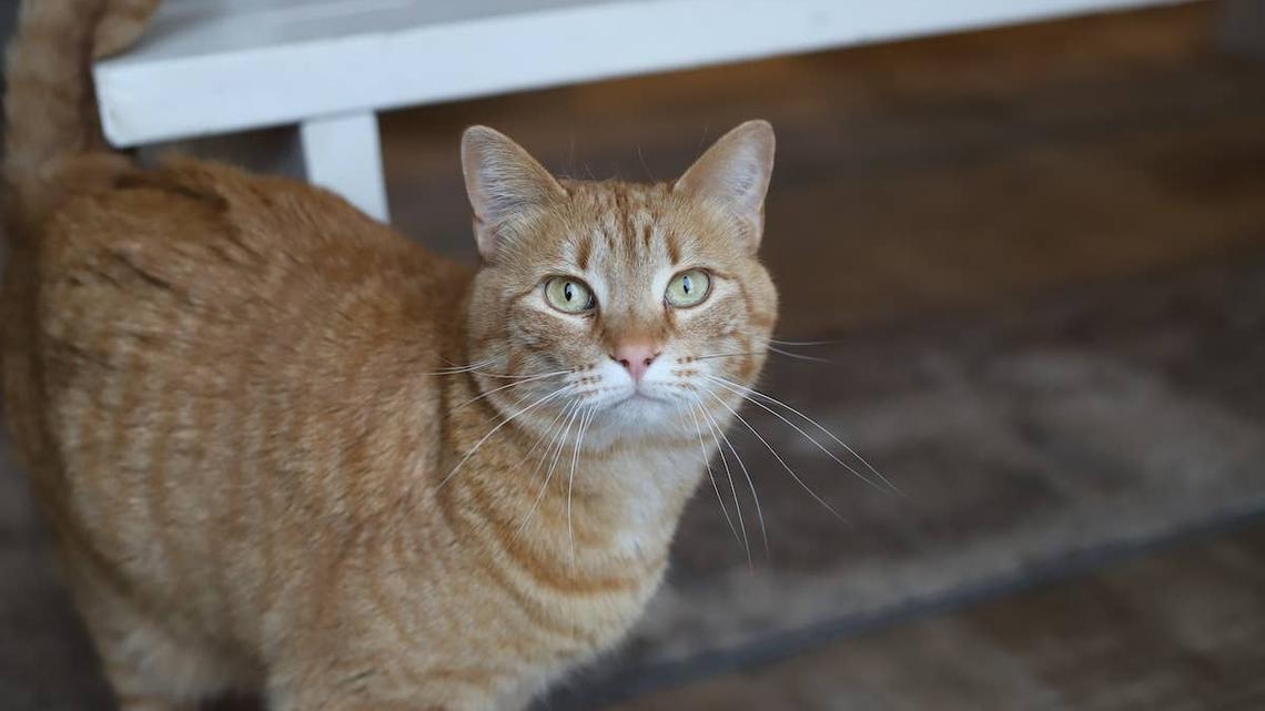 This Orange Cat Has One Very Important Job: Kissing His Pit Bull Brothers 