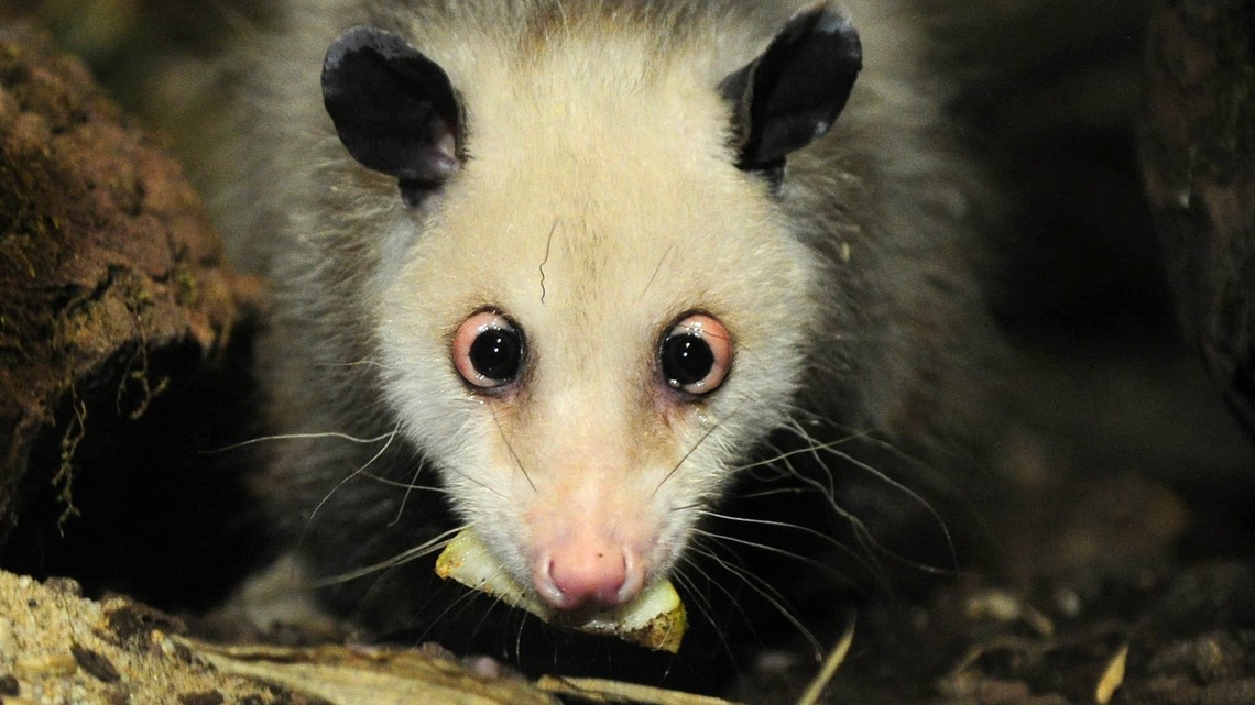 Possum Tries the Dinner a Woman's Family Refused To Eat, and His Face Says It All 