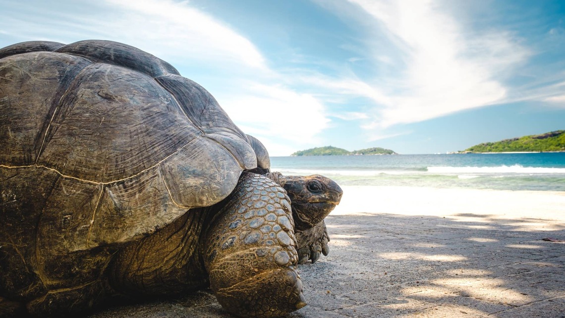 Scientists Studied a 194-Year-Old Tortoise and Found a Surprising Longevity Clue 