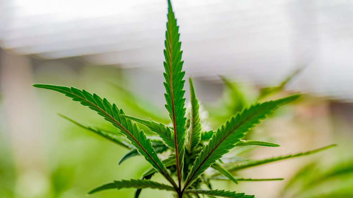 Oklahoma sheriff warns of violence targeting marijuana grows 