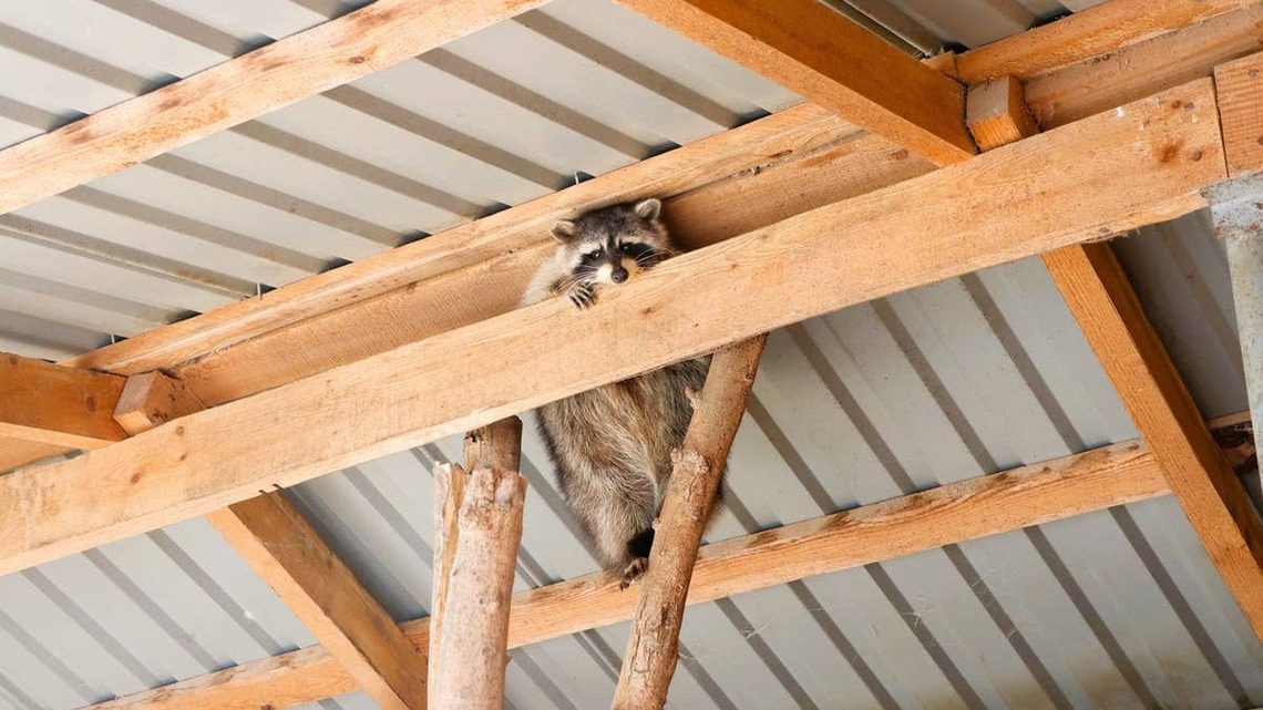 Hearing Scratching in the Attic at Night? These 6 Animals Could Be Hiding Above You 