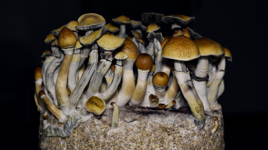 Colorado man fell from 4th-floor window during unsupervised psilocybin therapy session, lawsuit alleges 