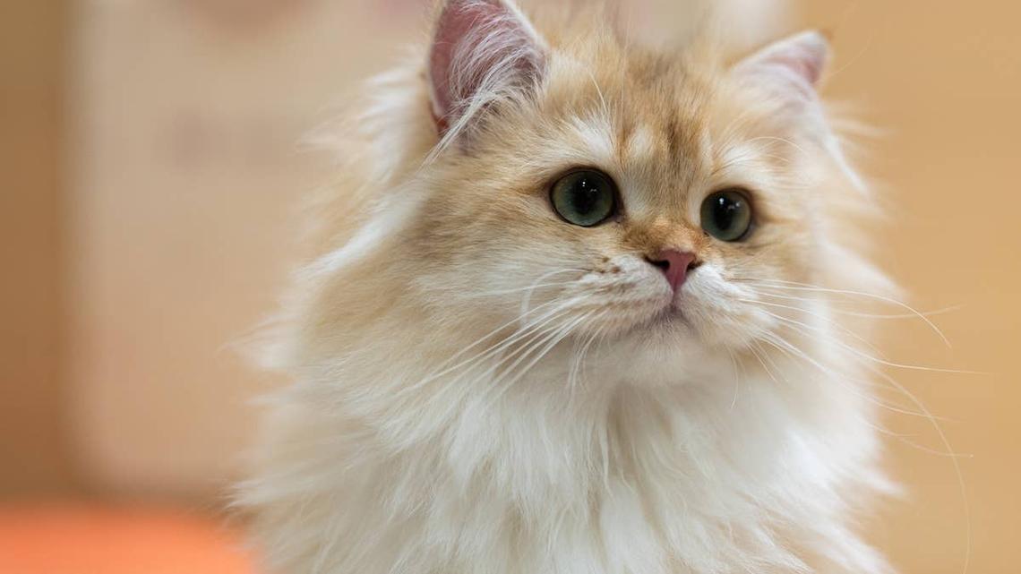 5 Strange Things Cats Can Predict, According to Vets 