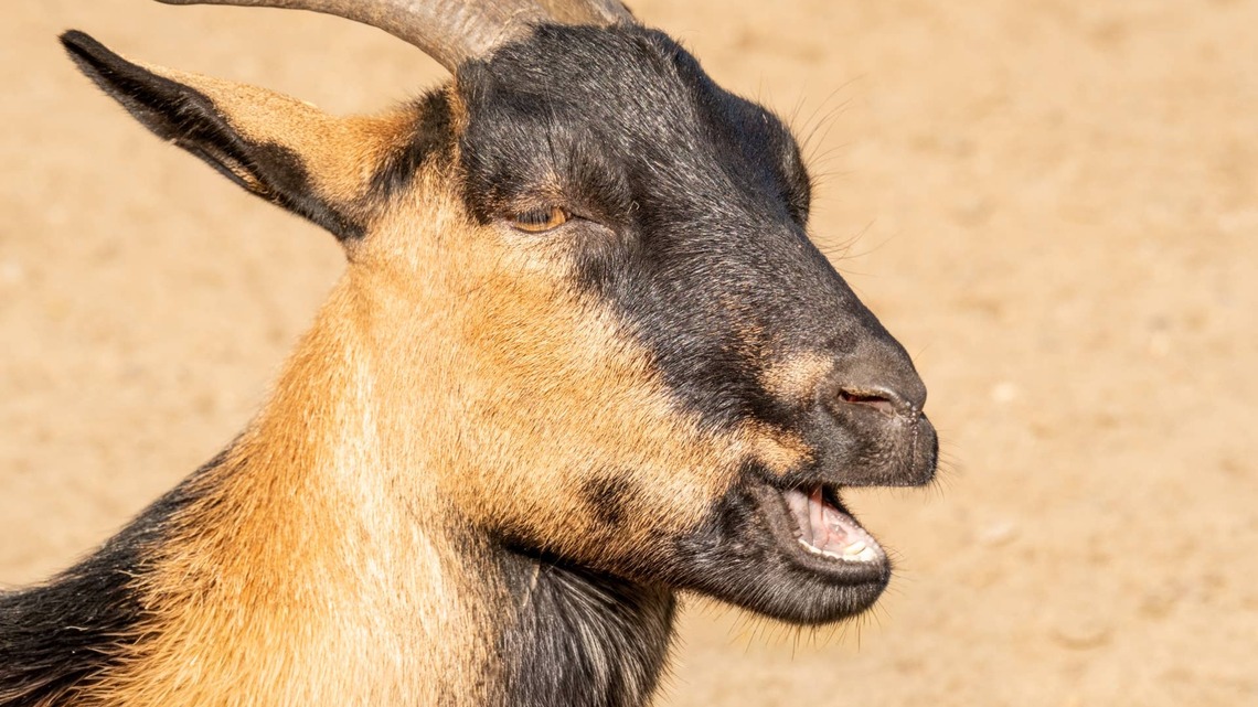 Goat's Dramatic Reaction to Finding a Puppy in His Spot Has Everyone Laughing 