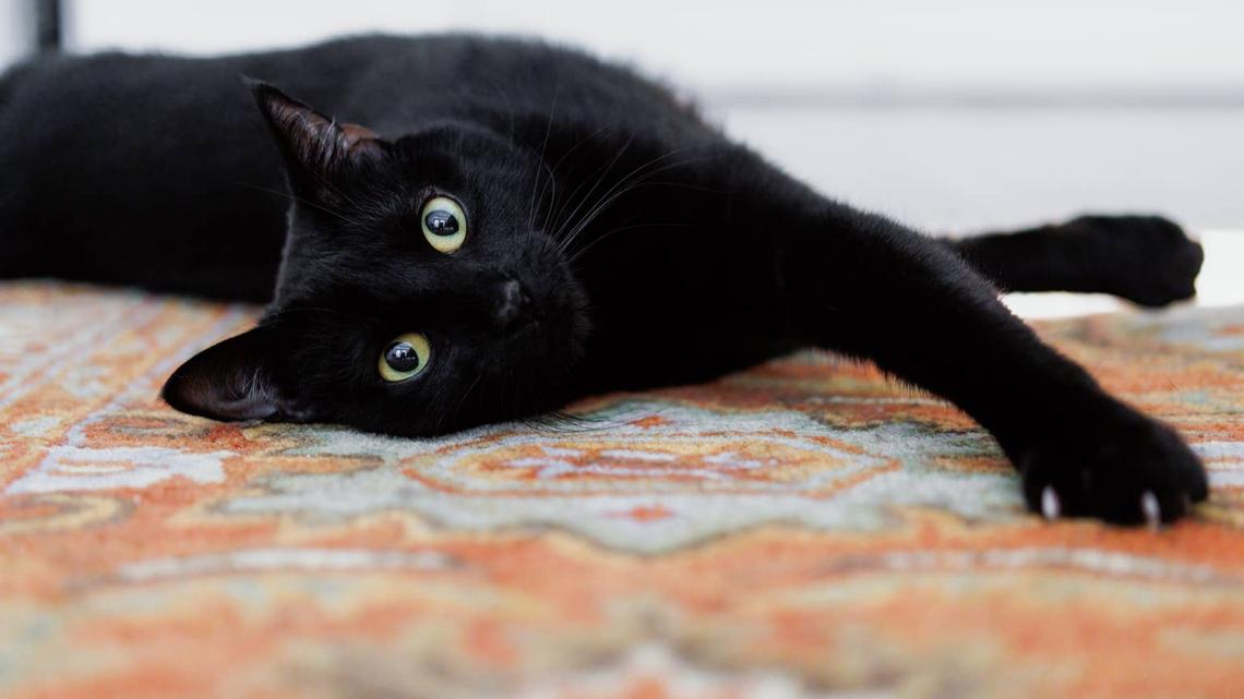 Man Loves To Dance It Out With His Roommate's Black Cat 
