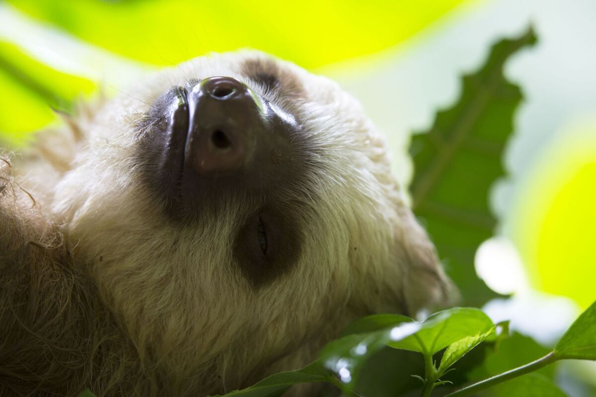 Costa Rica Tourism Board/dpa/TNS