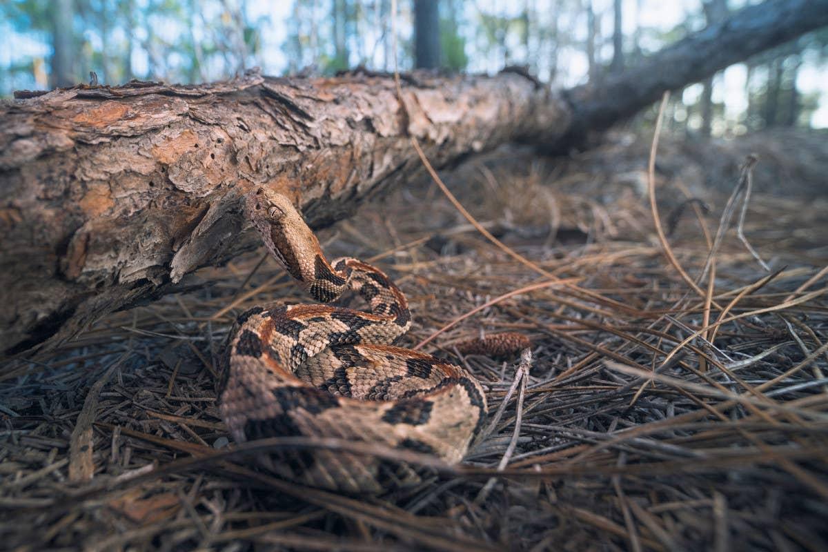  A snake hiding in the forest floor, capable of biting if threatened.