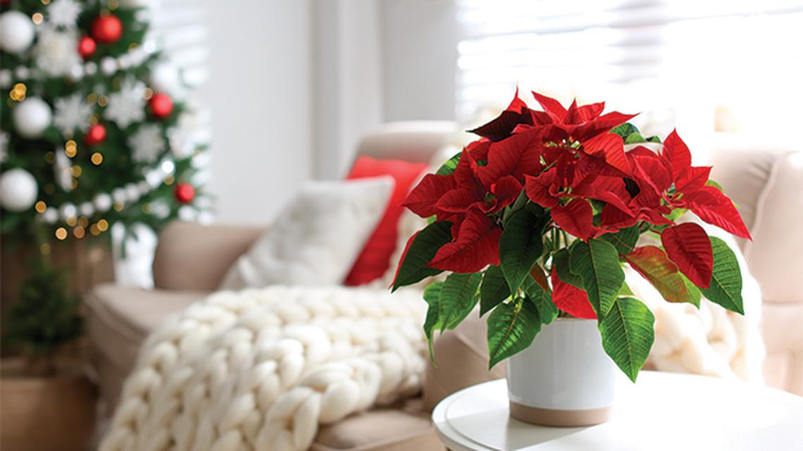 
        Festive Blooms: How to Use Popular Christmas Flowers
       