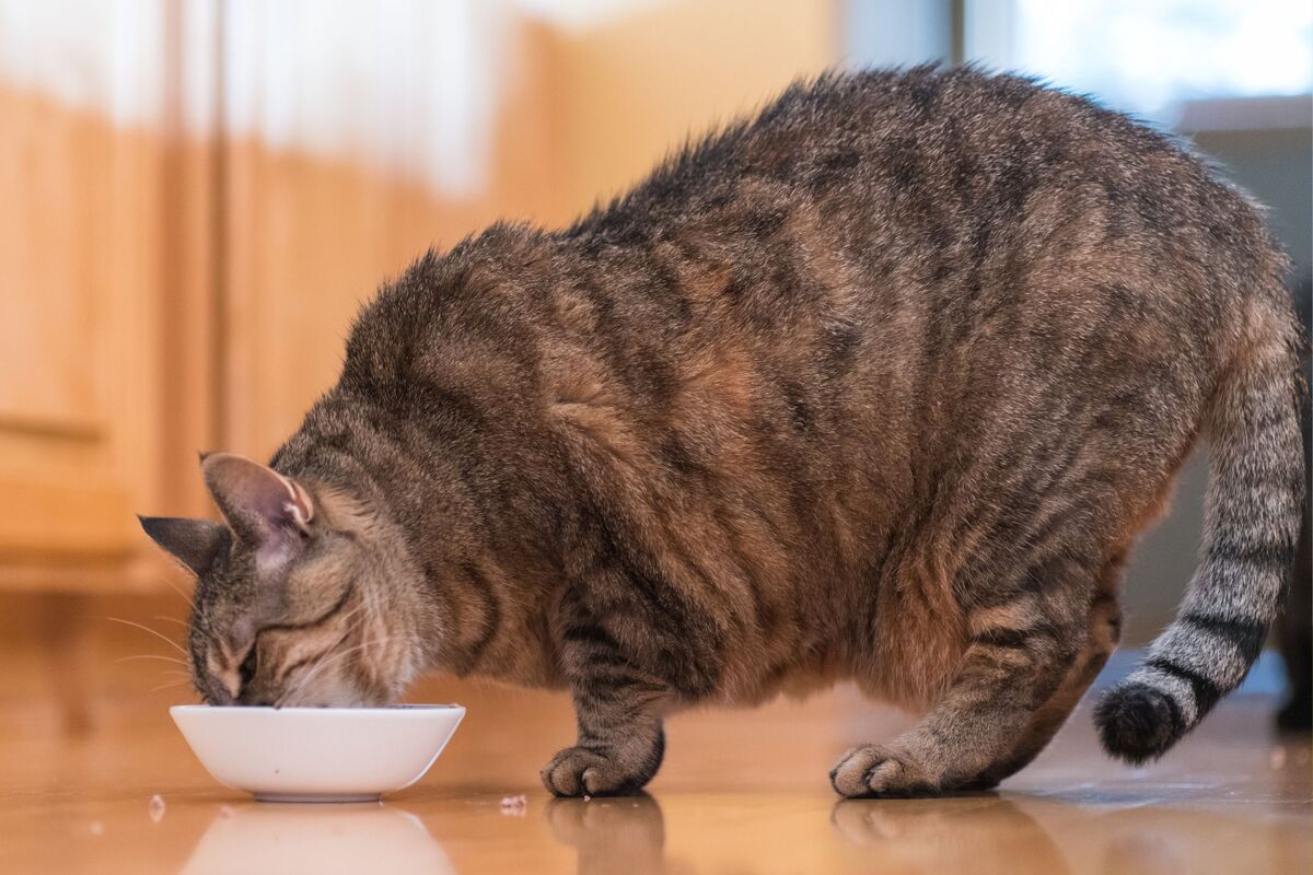  A stock image of an overweight cat eating food from a bowl on the ground. 