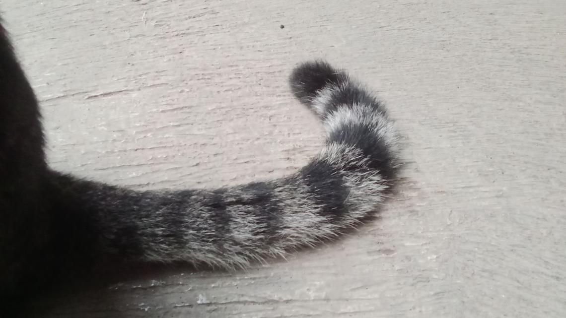 Bicolor Tabby Cat Looks Exactly Like a Victorian Ghost Child and No One Can Unsee It 