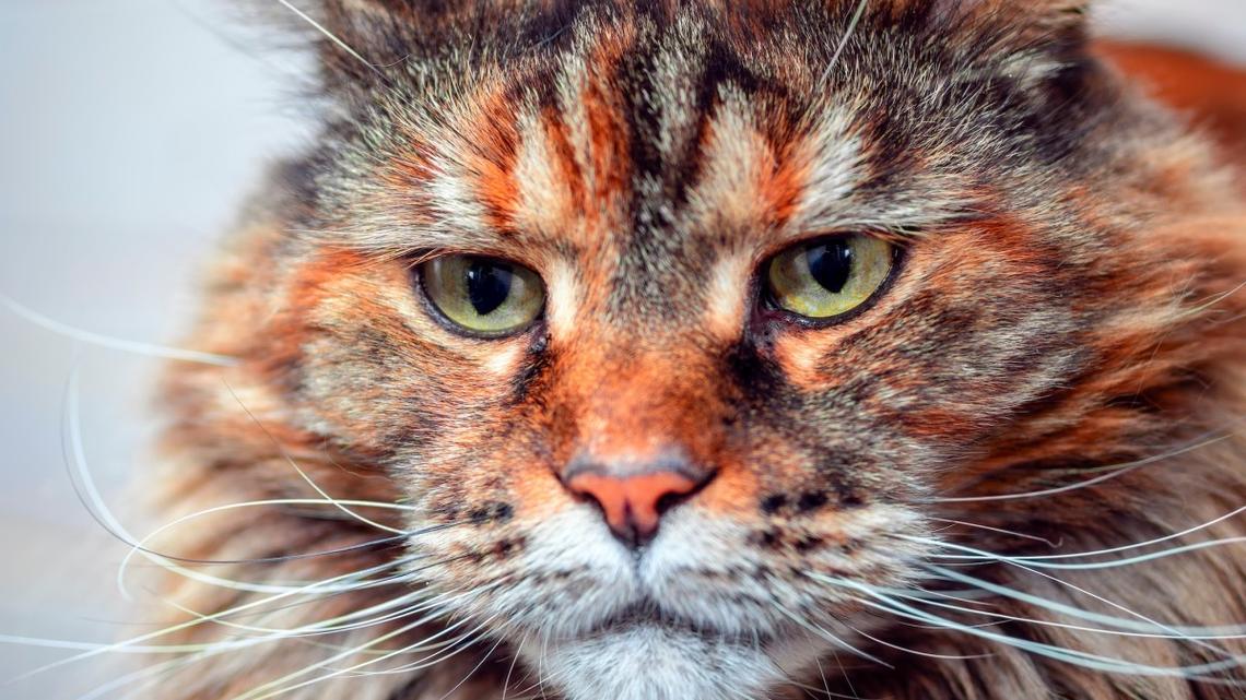 Maine Coon Cat Sits on His Throne and Rules Over the Back Yard Like a King