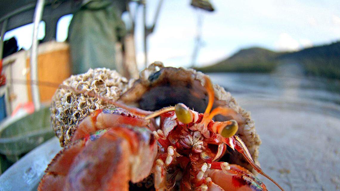 Hermit crabs get “excited” by a chemical additive called oleamide that leaks from ocean plastic pollution, according to a new University of Hull study.