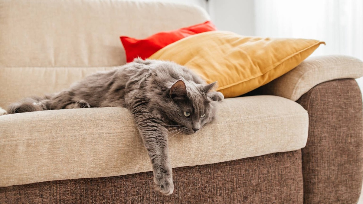 A grey cat captured by Elena Medoks. 