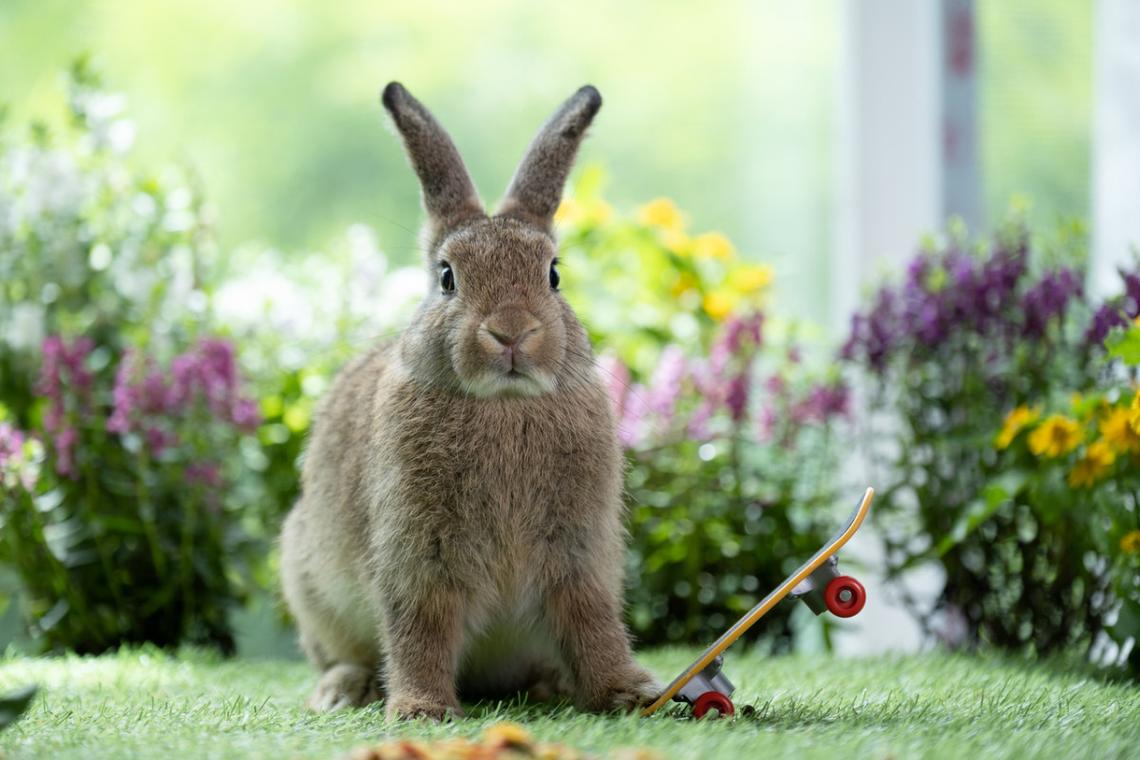  A bunny posing with a toy skateboard. 