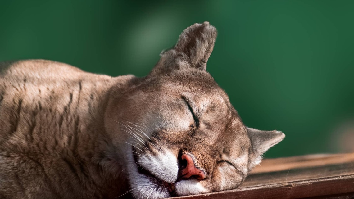 Family Finds a Mountain Lion Sleeping in Their Garage, and People Are Shook