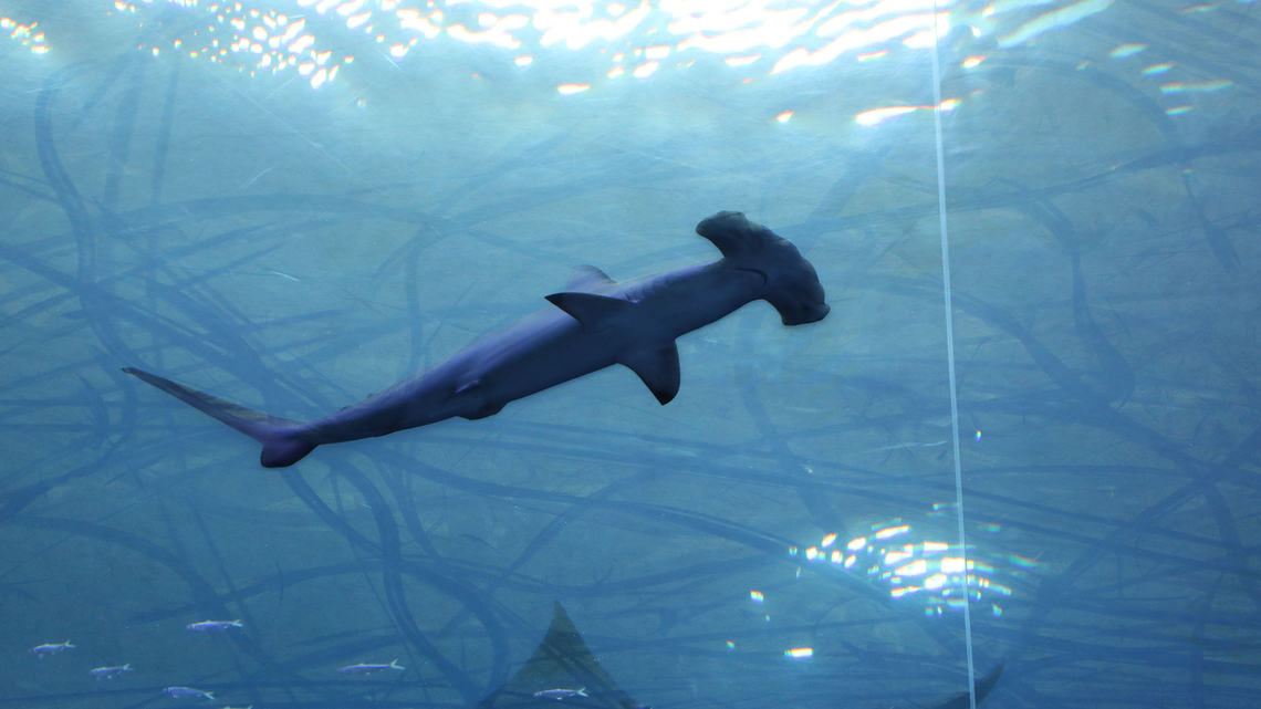 Hammer time: Rare hammerhead shark gives Malibu pier fishermen a shock 