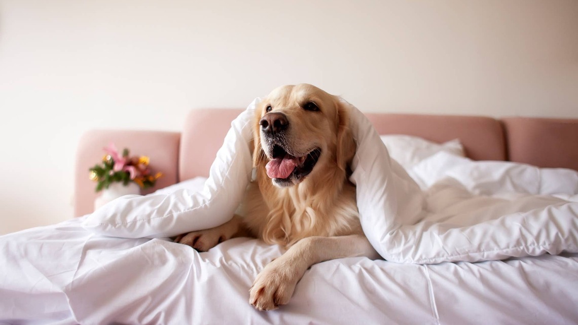 Pile of Goldens Take Over the Entire Bed and It ‘Looks Like Heaven' 