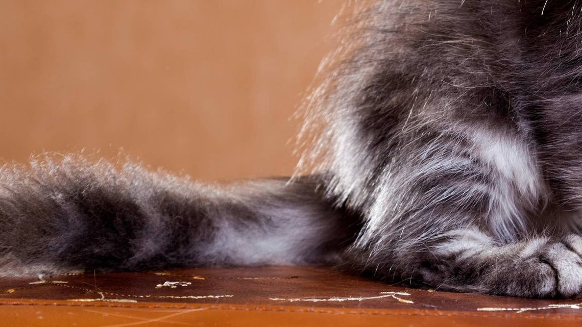 Maine Coon Kitten Looks Like a Dust Bunny That Escaped From a Haunted Mansion 