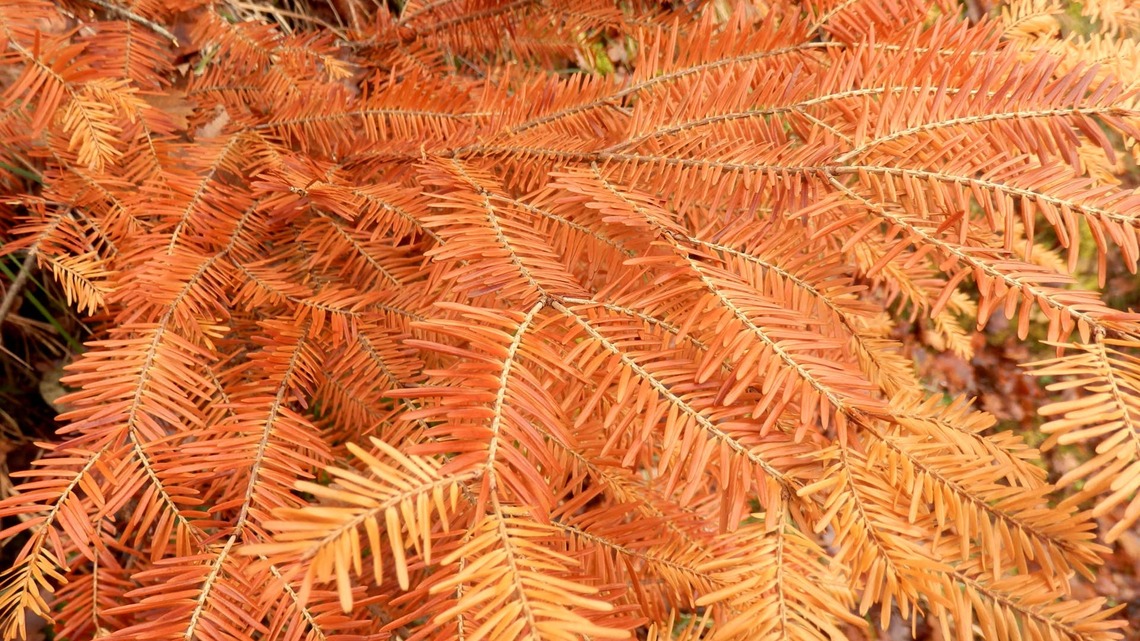 Why Your Yew Tree Has Orange Patches-and What to Do About It 
