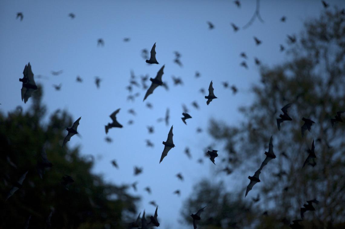  Nighttime view of bats flying around homes, part of normal wildlife behavior. 